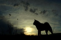 /album/fotogaleria/a3812-jesenska-slnko-pes-obloha-jpg/